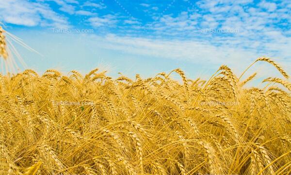 عکس گندم زار زیبا