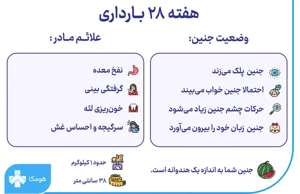 عکس جنین بیست و هشت هفته ای