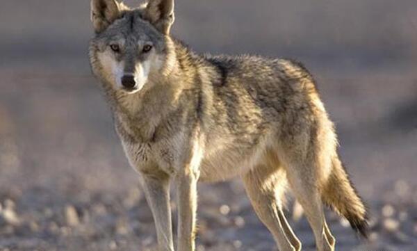 عکس گرگ های بزرگ
