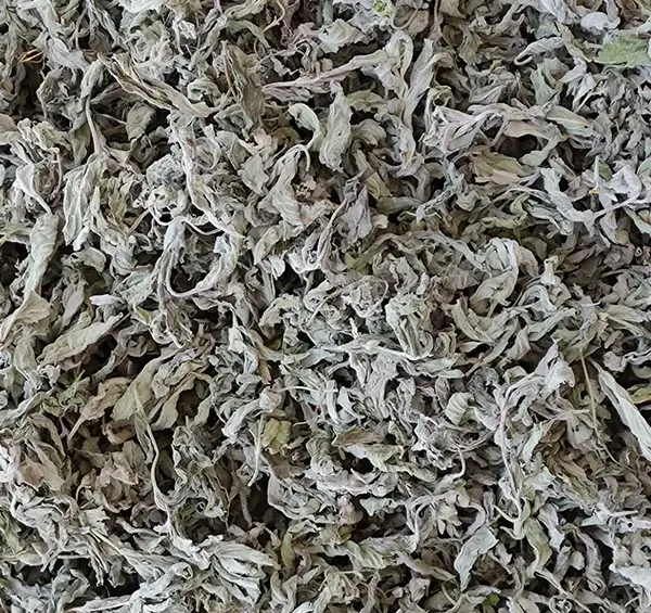 عکس نعناع کوهی
