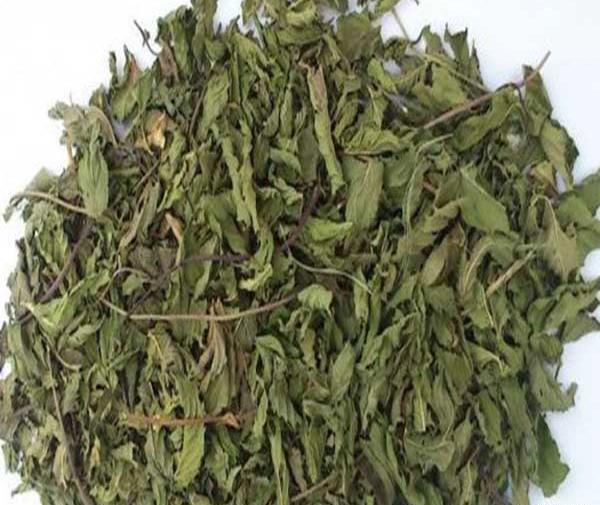 عکس نعناع کوهی