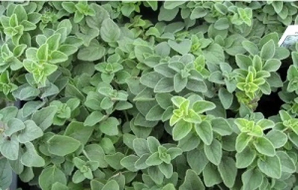 عکس نعناع کوهی