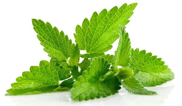 عکس نعناع کوهی