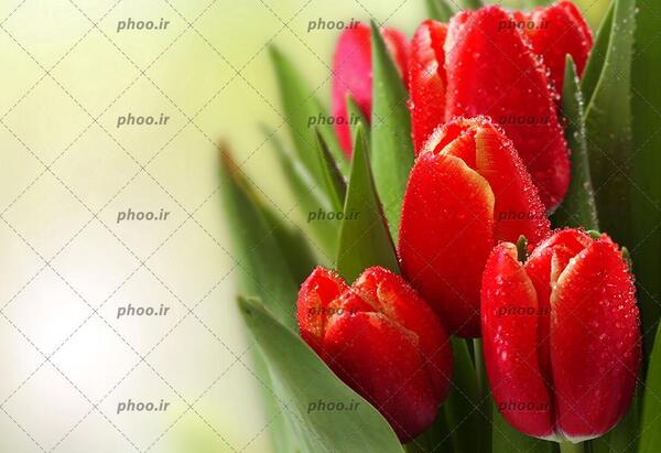 عکس غنچه گل های زیبا