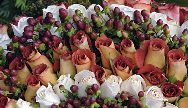 عکس غنچه گل های زیبا
