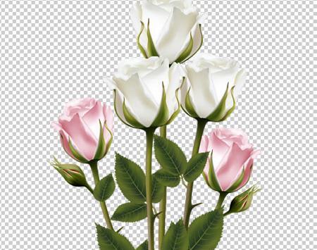 عکس غنچه گل های زیبا