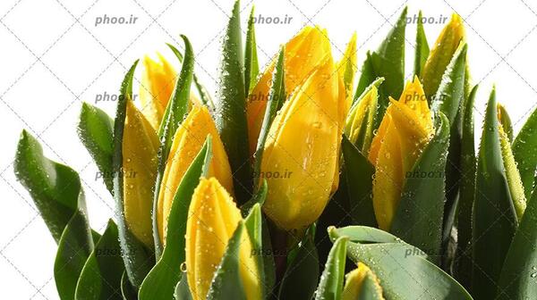 عکس غنچه گل های زیبا