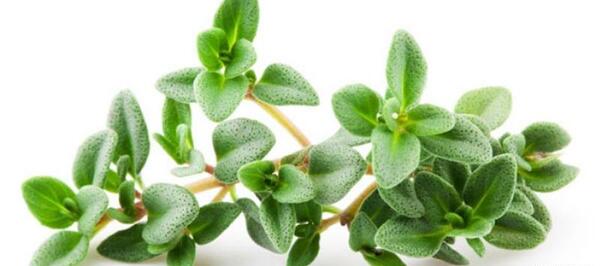 عکس خواص آویشن