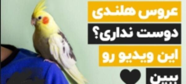 ژست عکس با عروس هلندی