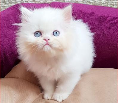 عکس گربه سفید چشم ابی