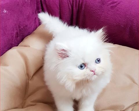عکس گربه سفید چشم ابی