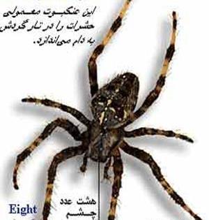 عکس کریشی چشم ابرو