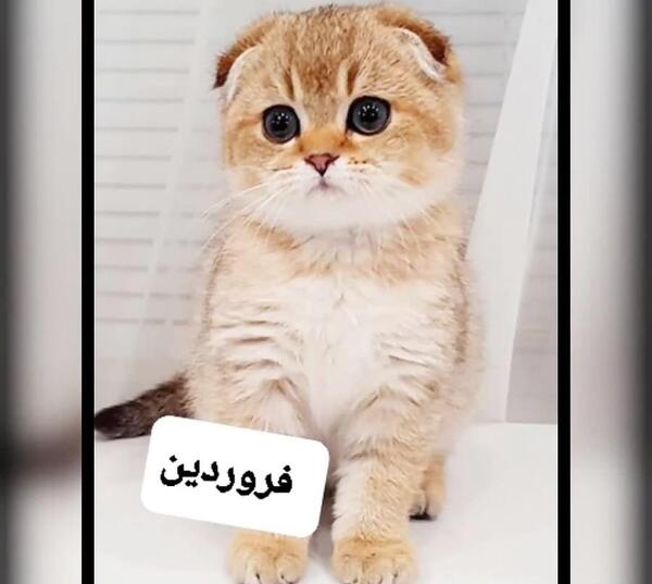 عکس های ماه تولد حیوانات