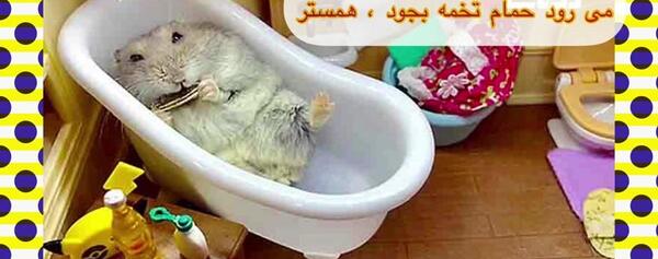 عکس همستر و