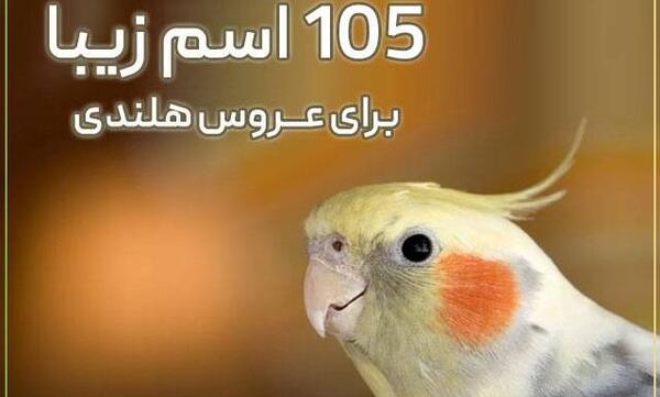عکس عروس هلندی عجیب