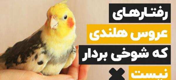 عکس عروس هلندی عجیب
