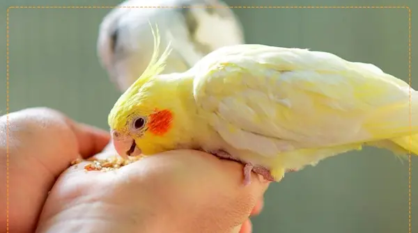 عکس عروس هلندی عجیب