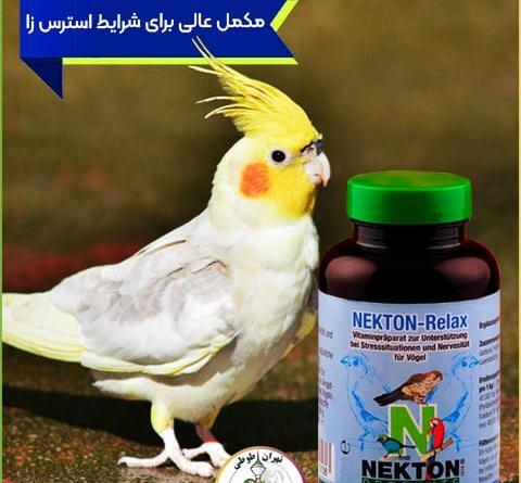 عکس عروس هلندی عجیب