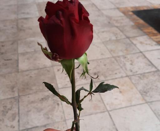 عکس گل رز صورتی طبیعی