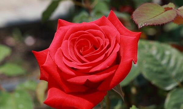 عکس گل رز صورتی طبیعی