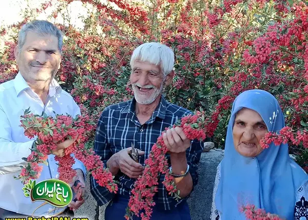 عکس زرشک مشهد