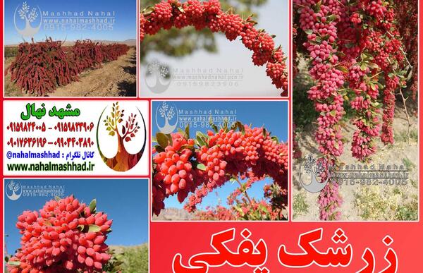 عکس زرشک مشهد