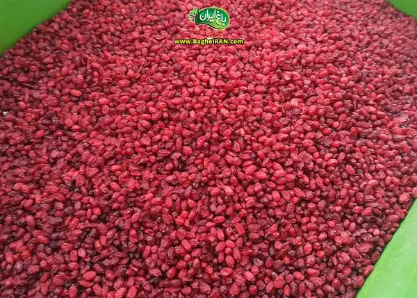 عکس زرشک مشهد