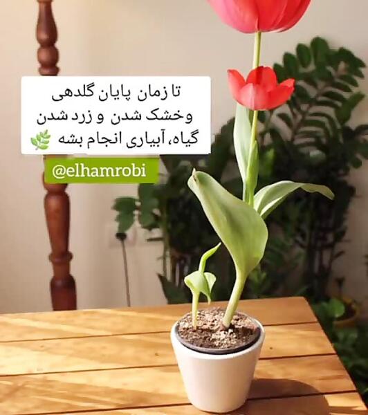 عکس فیلم خنده دار ذلیل مرده