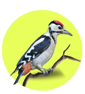 عکس دارکوب سر سرخ