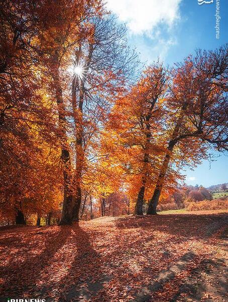 عکس طبیعت رویایی پاییز