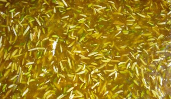 عکس حلوا مسقطی