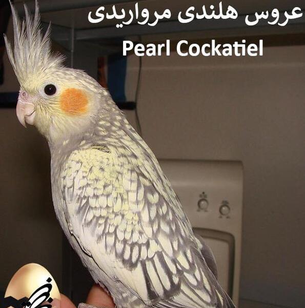 عکس عروس هلندی زن