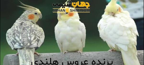 عکس عروس هلندی زن