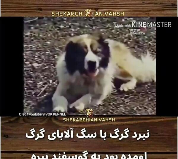 عکس گرگ با سگ