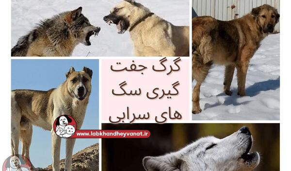 عکس گرگ با سگ