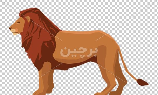 عکس بچه شیر سلطان جنگل