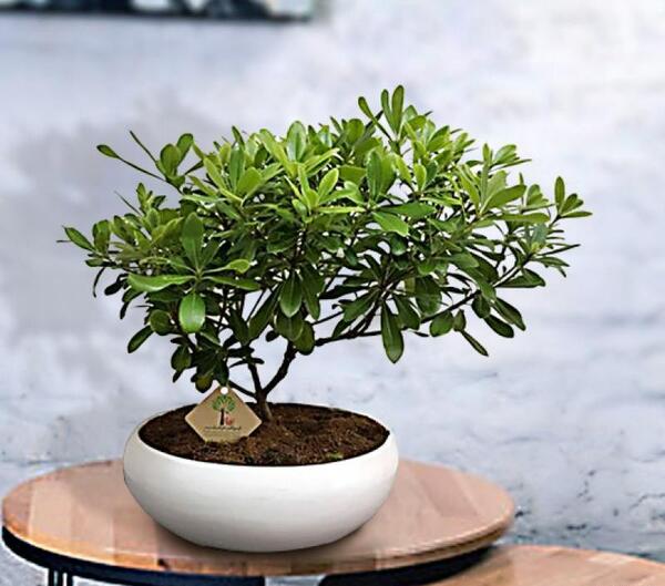 عکس گل ژاپنی