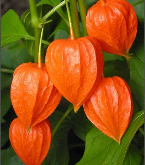 عکس گل ژاپنی