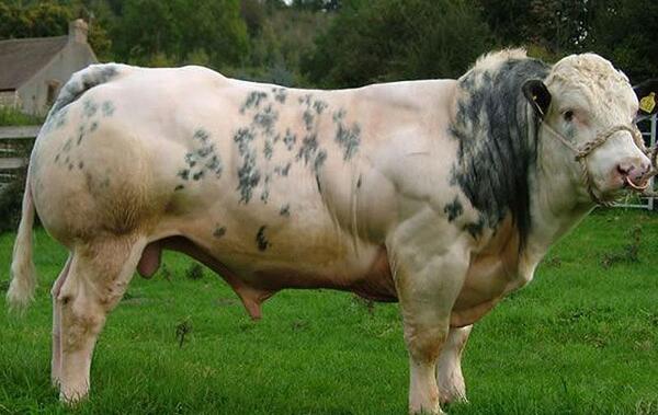 عکس گاو گوشتی