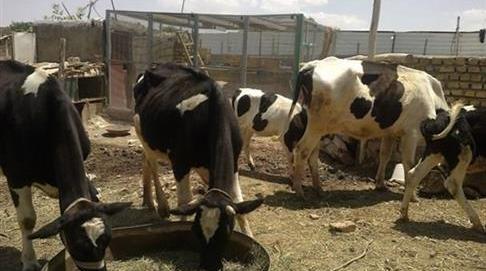 عکس گاو گوشتی