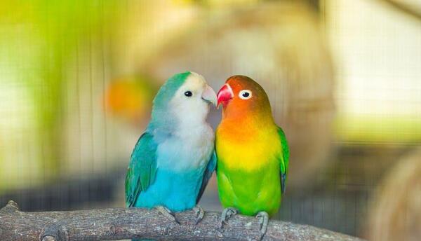 عکس طوطی رنگی کوچولو