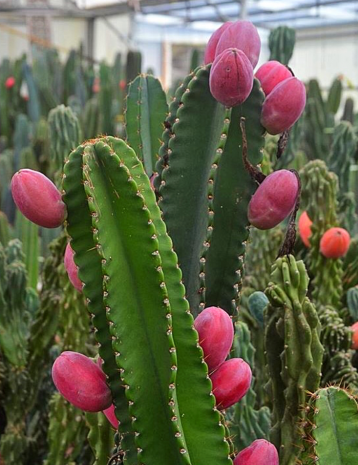 عکس کاکتوس میوه