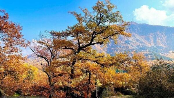 عکس طبیعت زیبای گلستان