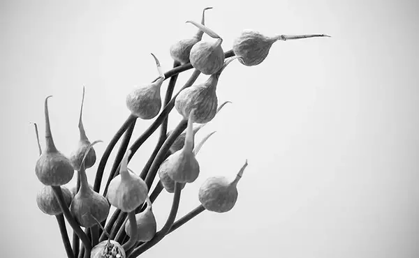 عکس های سیاه سفید زیبا از طبیعت