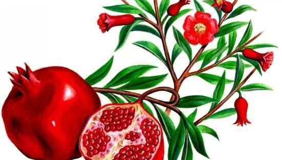 عکس نقاشی ساده انار