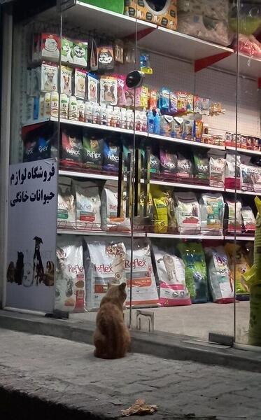 عکس گربه حیوانات خانگی