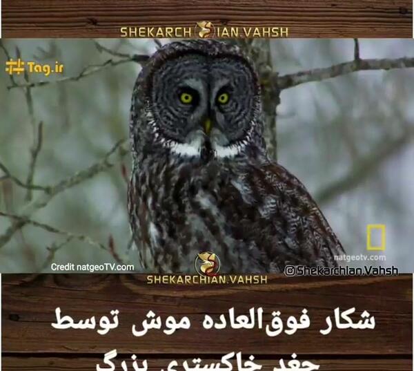 عکس جغد در حال شکار موش