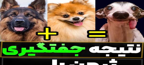 عکس میکس دوبرمن و ژرمن شپرد
