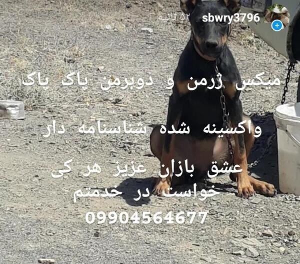 عکس میکس دوبرمن و ژرمن شپرد