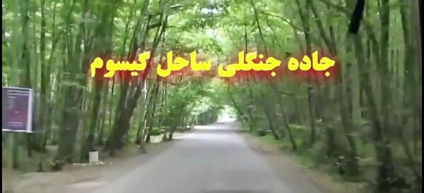 عکس جاده جنگلی گیسوم